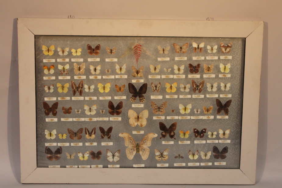 A quantity of taxidermy butterflies and moths, in a glazed frame, 76cm wide, 110cm high.