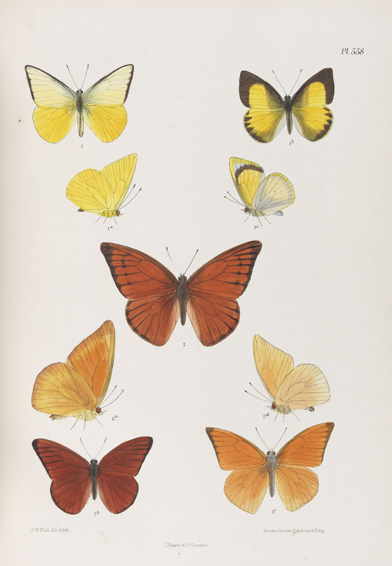 Moore, Frederic. Lepidoptera Indica. 1890-1913. 10 Bde. Moore, F. und C. Swinhoe, Lepidoptera