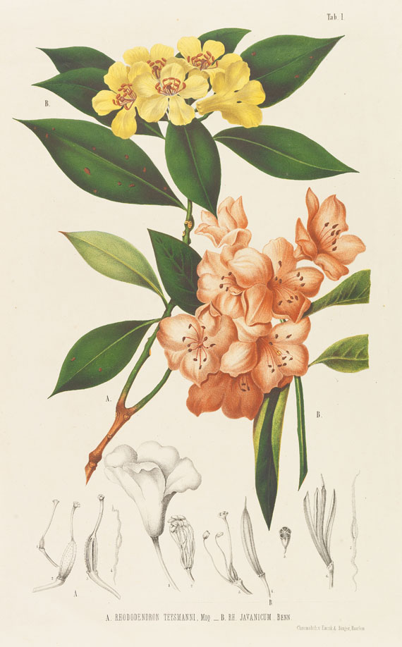 Miquel, Friedr. A. Wilh.. Annales musei botanici. 4 Bde. 1863f. Miguel, F. A. W. (Hrsg.), Annales