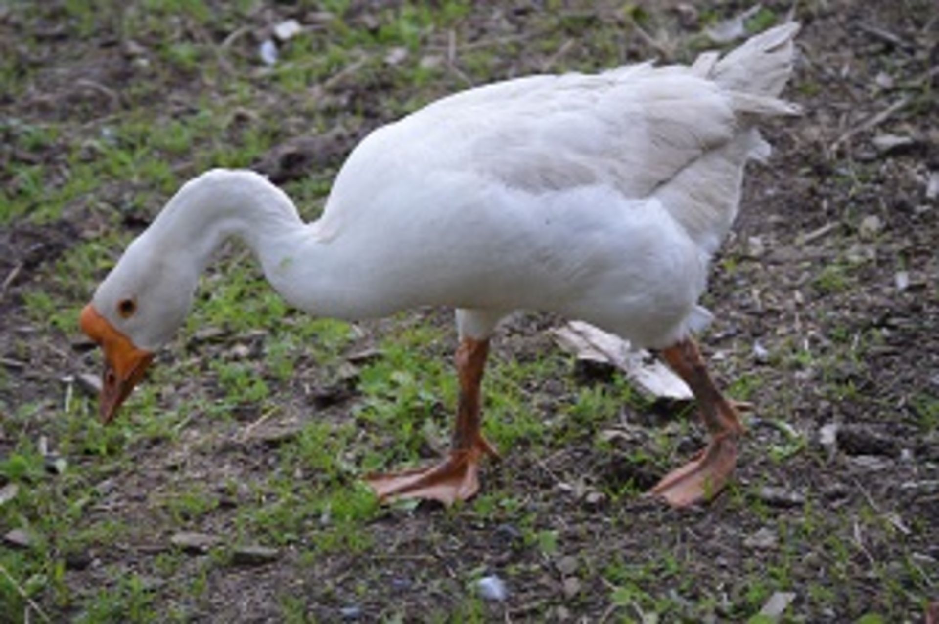 BEAUTIFUL CHINESE GOOSE - Image 3 of 3