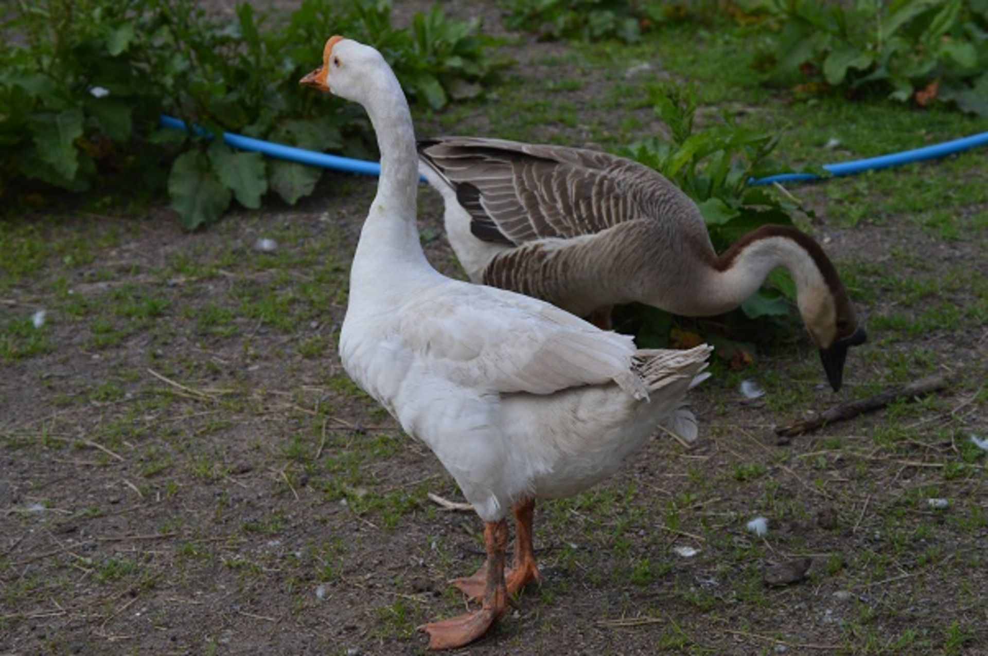 BEAUTIFUL CHINESE GOOSE - Image 2 of 3