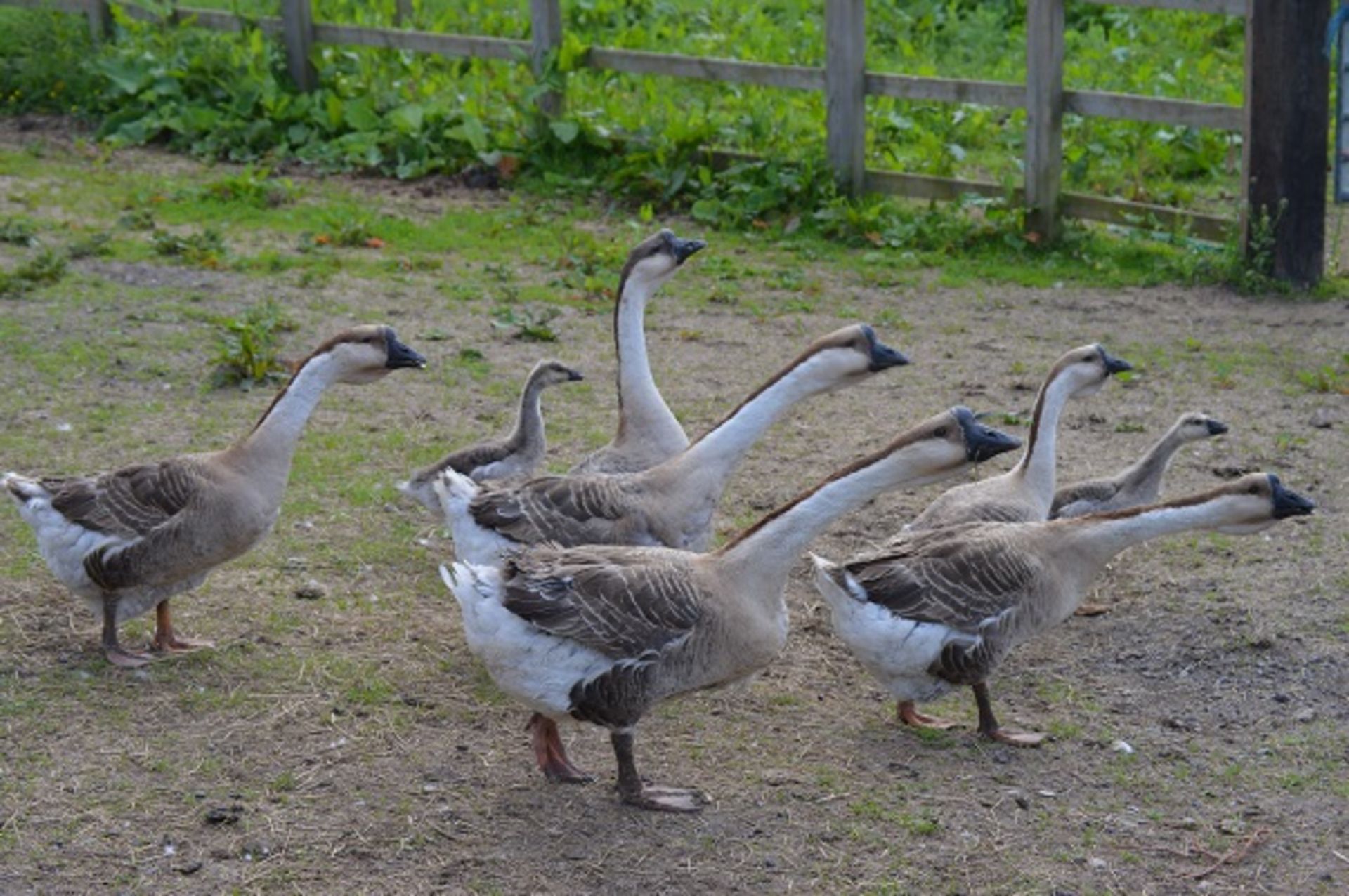 8 AFRICAN GEESE ALL VARIOUS AGES