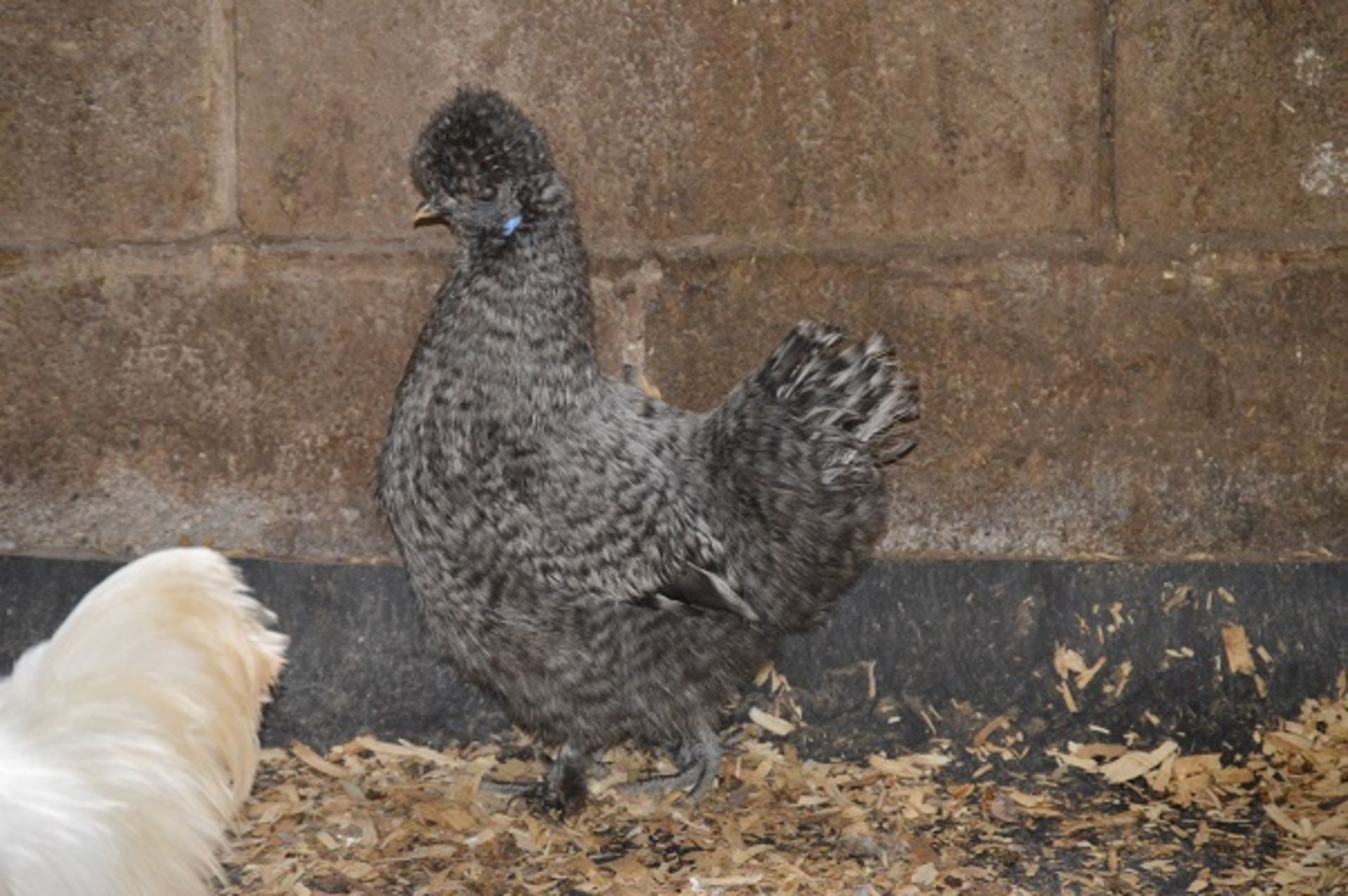 APPROX 20 SILKIES - VARIOUS COLOURS AND SEXS OF SILKIE BANTAMS; THIS YEARS - Image 6 of 6