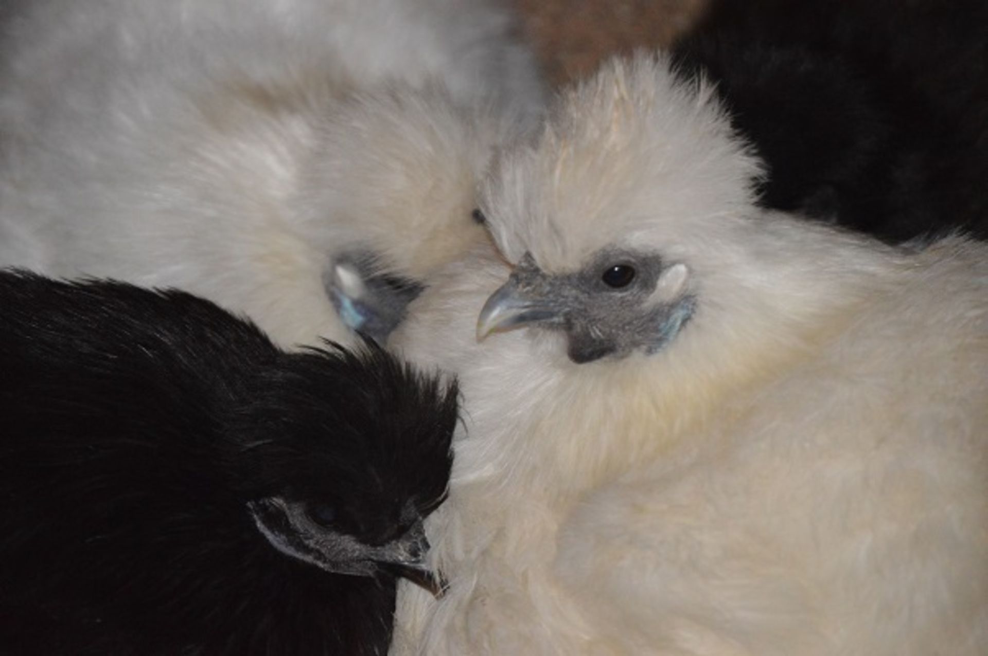 APPROX 20 SILKIES - VARIOUS COLOURS AND SEXS OF SILKIE BANTAMS; THIS YEARS - Image 5 of 6
