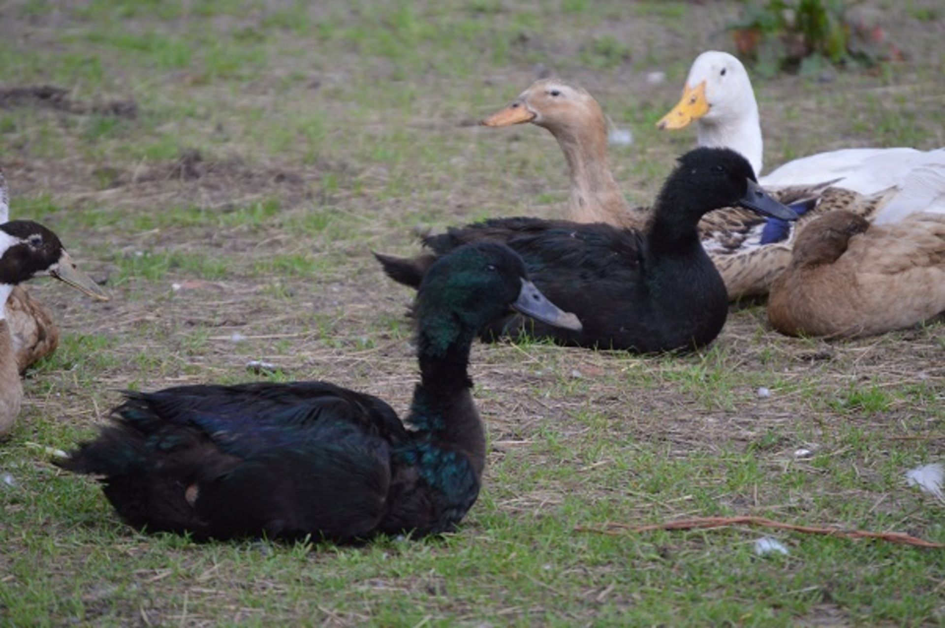A PAIR OF BLACK CAYUGA DUCKS - Image 3 of 3