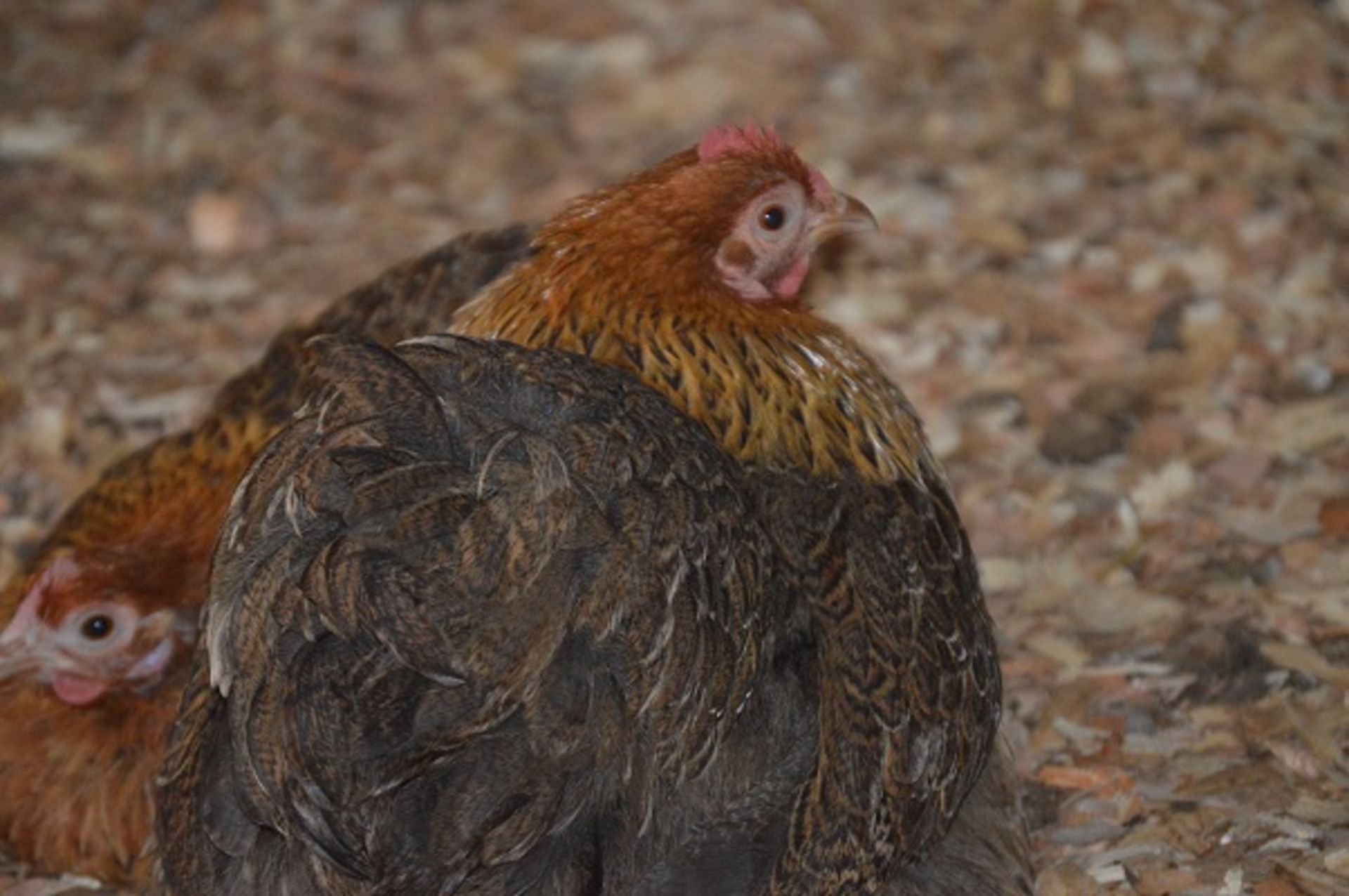 APPROX 20 VARIOUS COLOURS AND SEXS OF PEKIN BANTAMS - Image 3 of 3