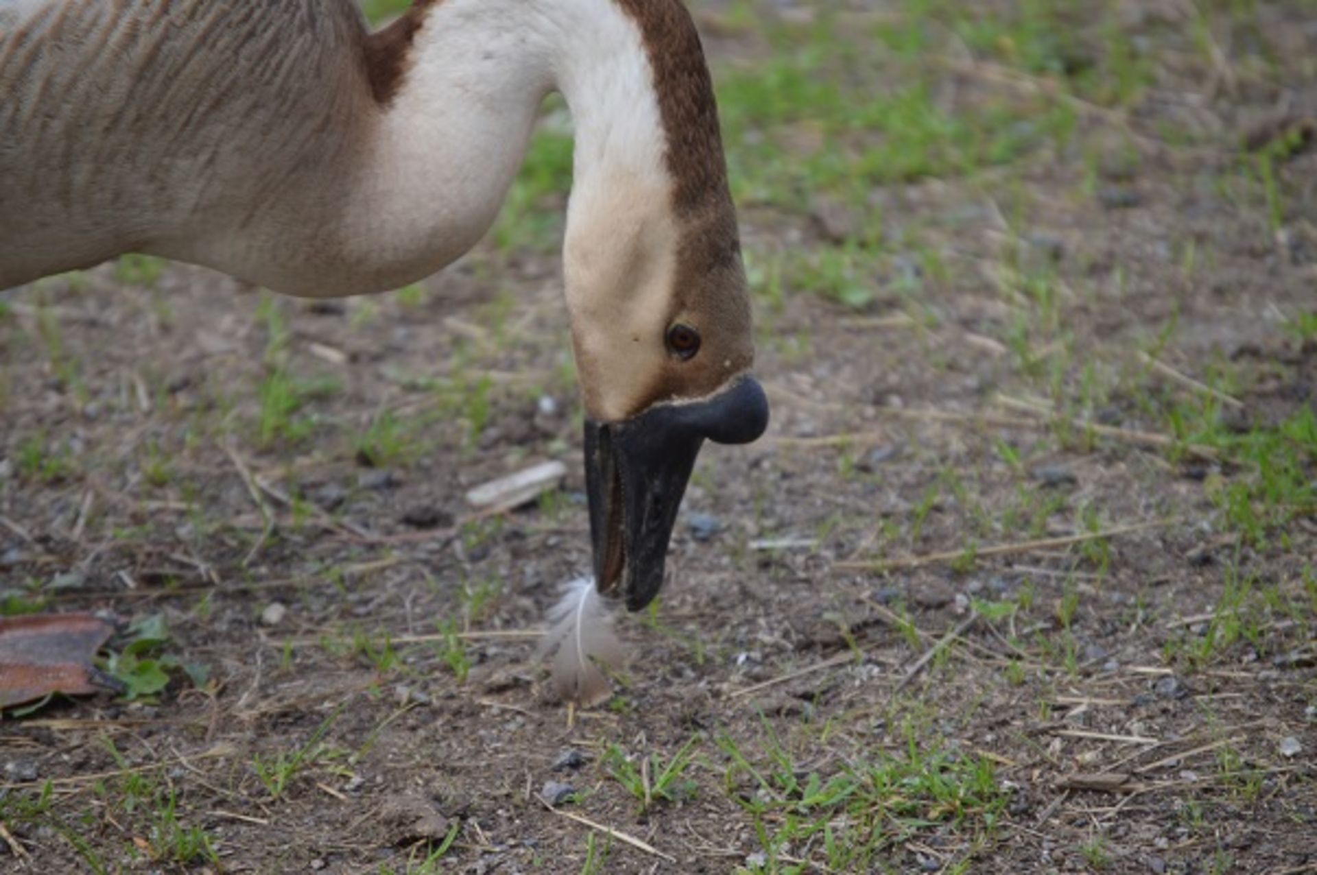 8 AFRICAN GEESE ALL VARIOUS AGES - Image 3 of 7