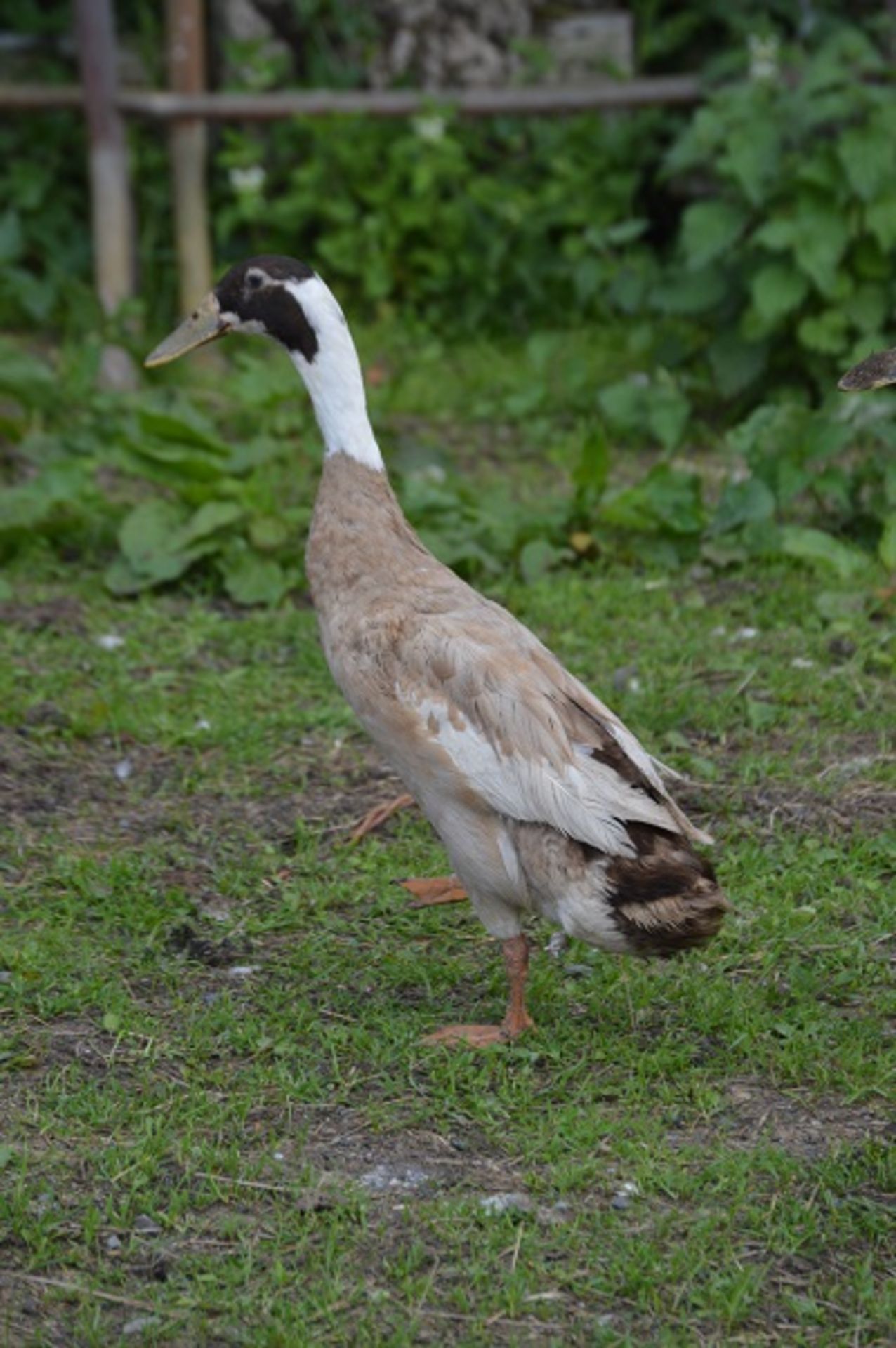 A PAIR OF TROUT INDIAN RUNNER DUCKS - Image 5 of 5