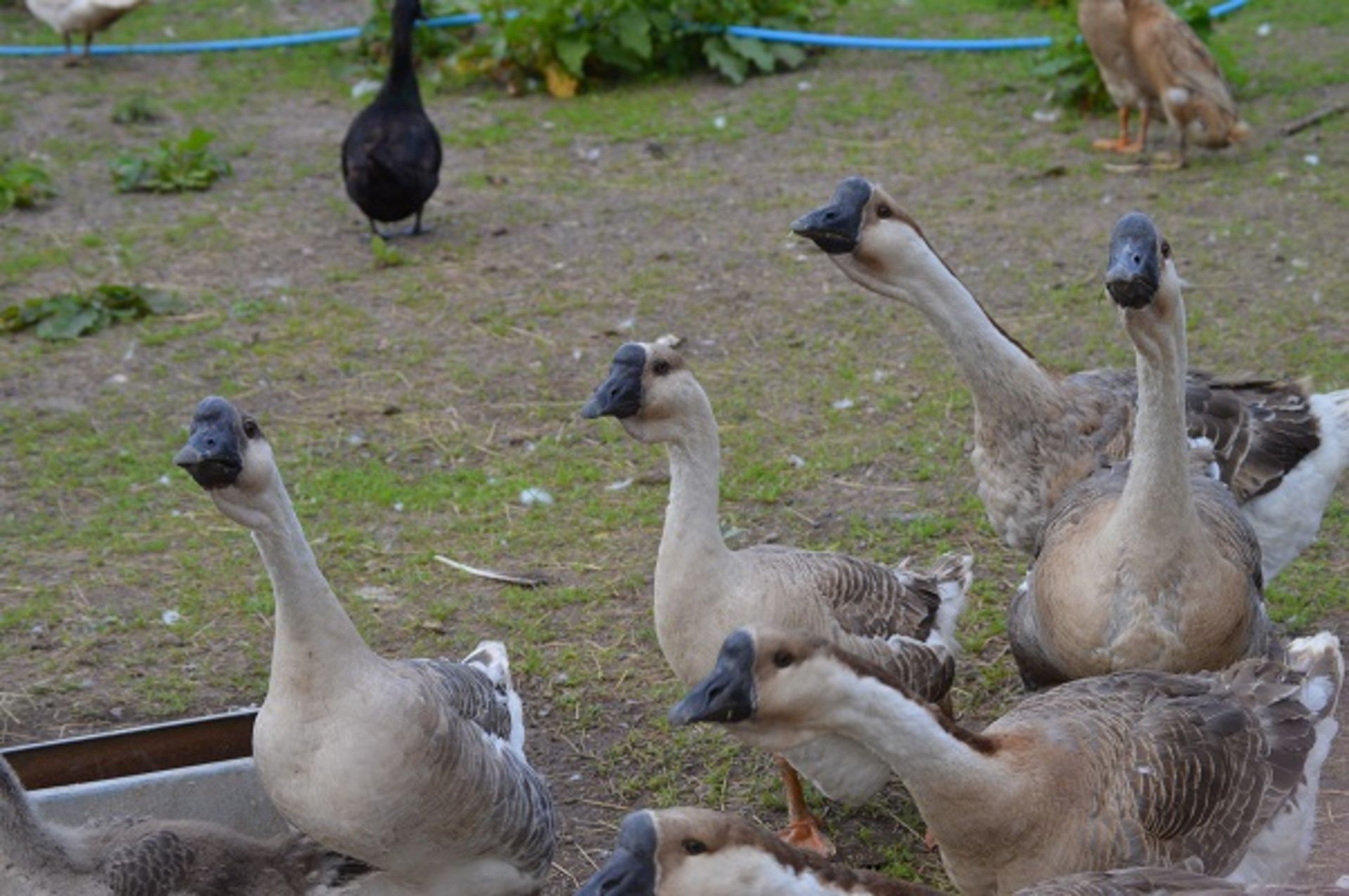 8 AFRICAN GEESE ALL VARIOUS AGES - Image 7 of 7