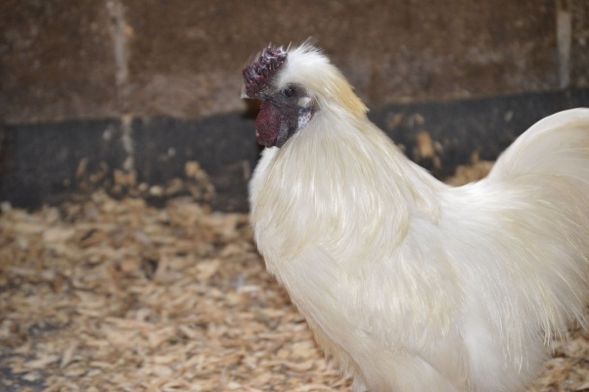 APPROX 20 SILKIES - VARIOUS COLOURS AND SEXS OF SILKIE BANTAMS; THIS YEARS