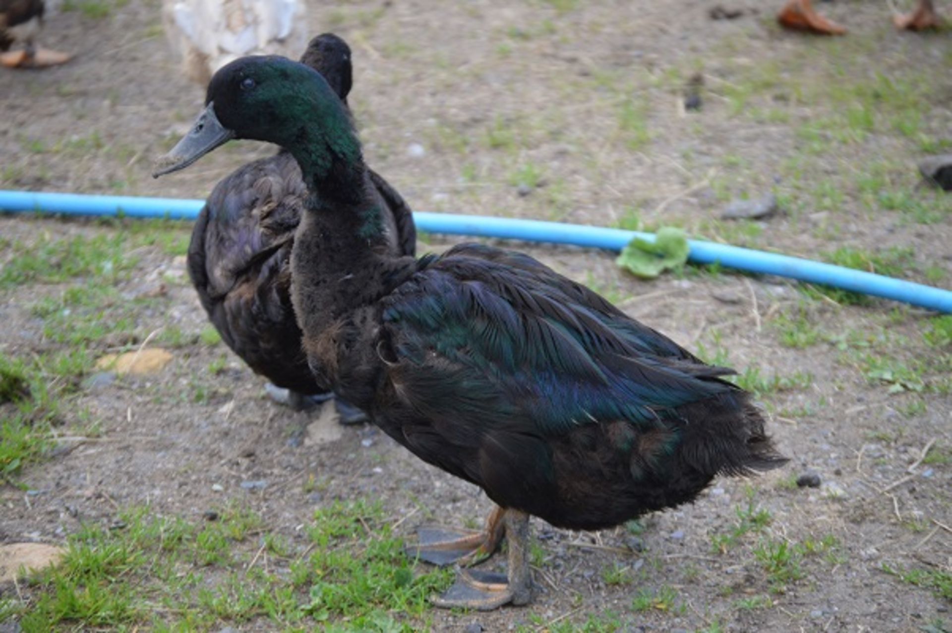 A PAIR OF BLACK CAYUGA DUCKS