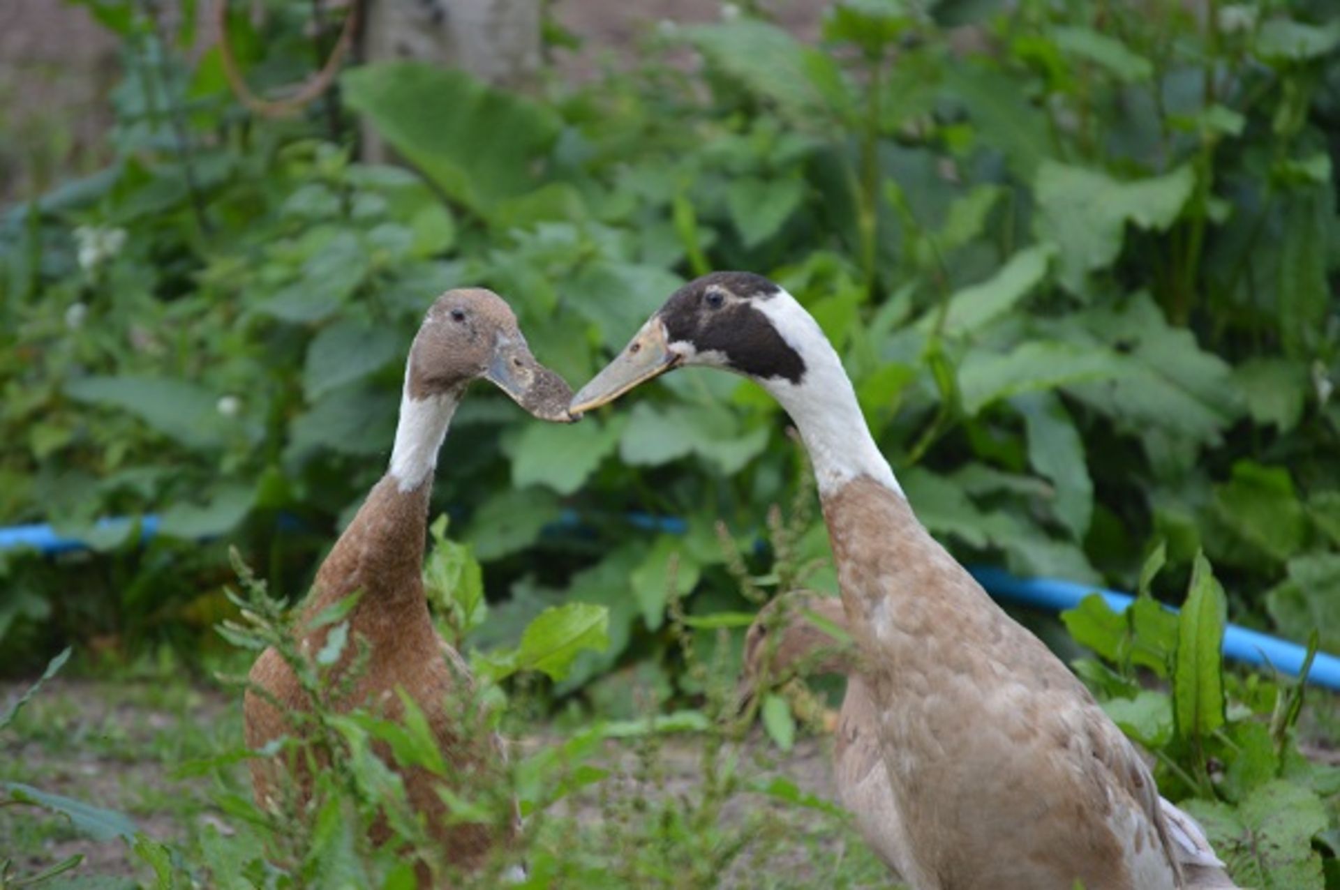 A PAIR OF TROUT INDIAN RUNNER DUCKS