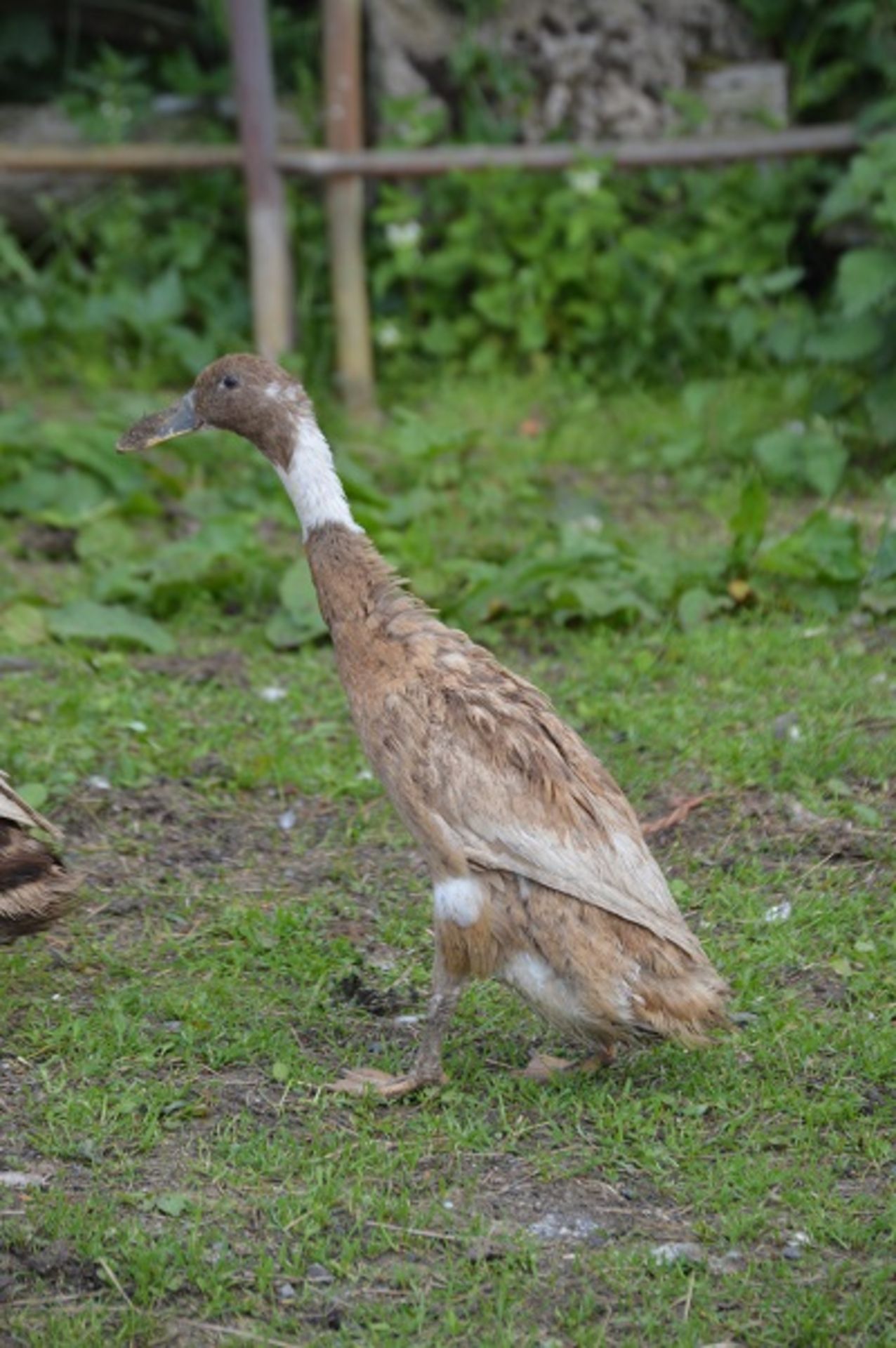 A PAIR OF TROUT INDIAN RUNNER DUCKS - Image 4 of 5