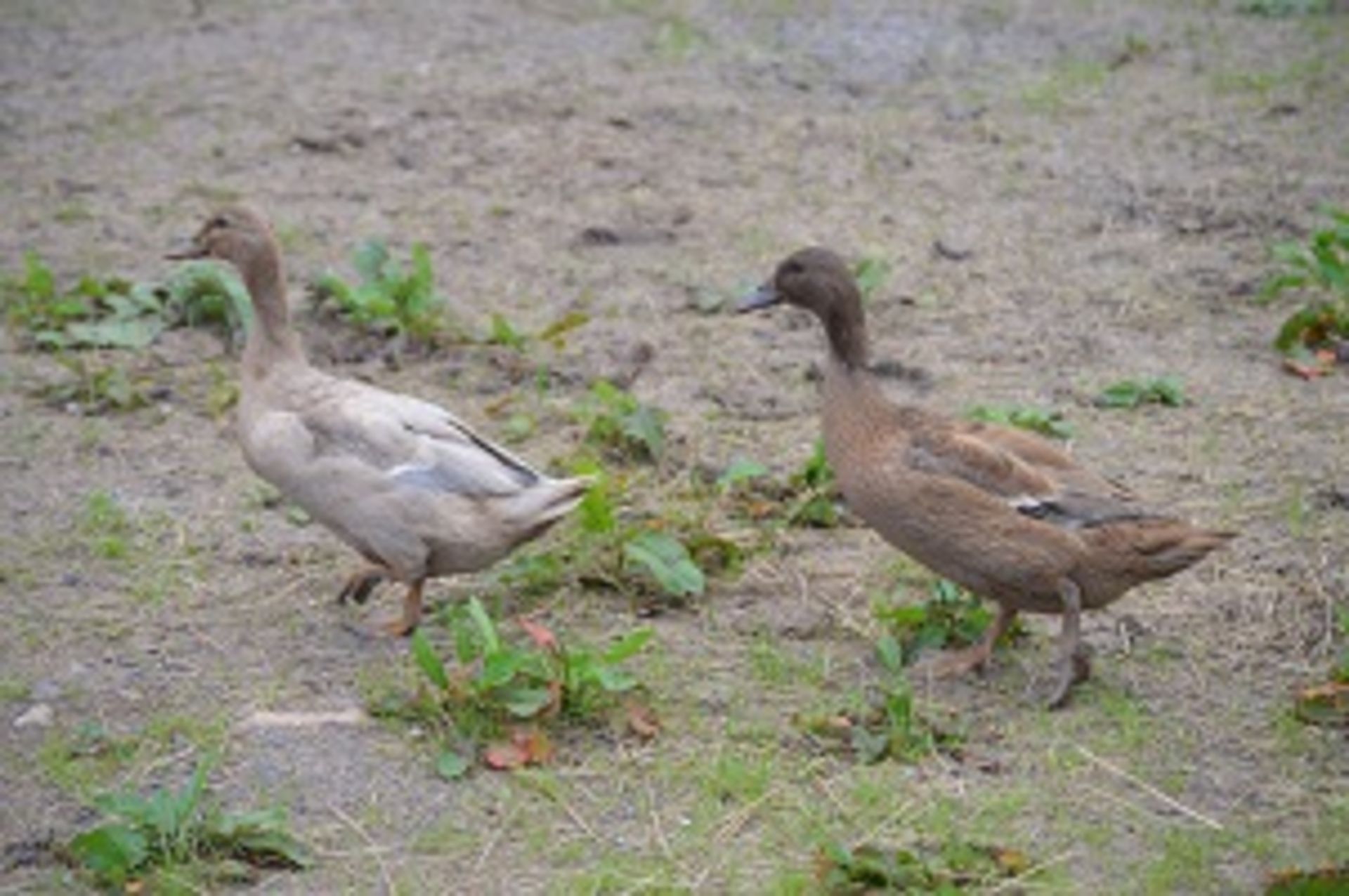 3 KHAKI CAMPBELL FEMALE DUCKS AND 2 MALES - Image 2 of 4