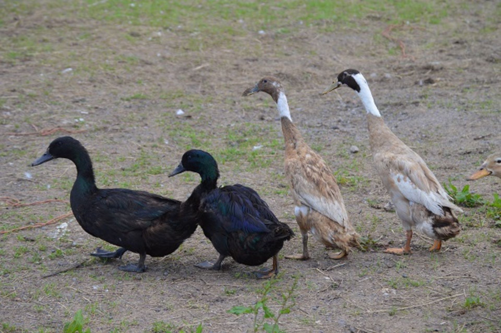 A PAIR OF TROUT INDIAN RUNNER DUCKS - Image 3 of 5