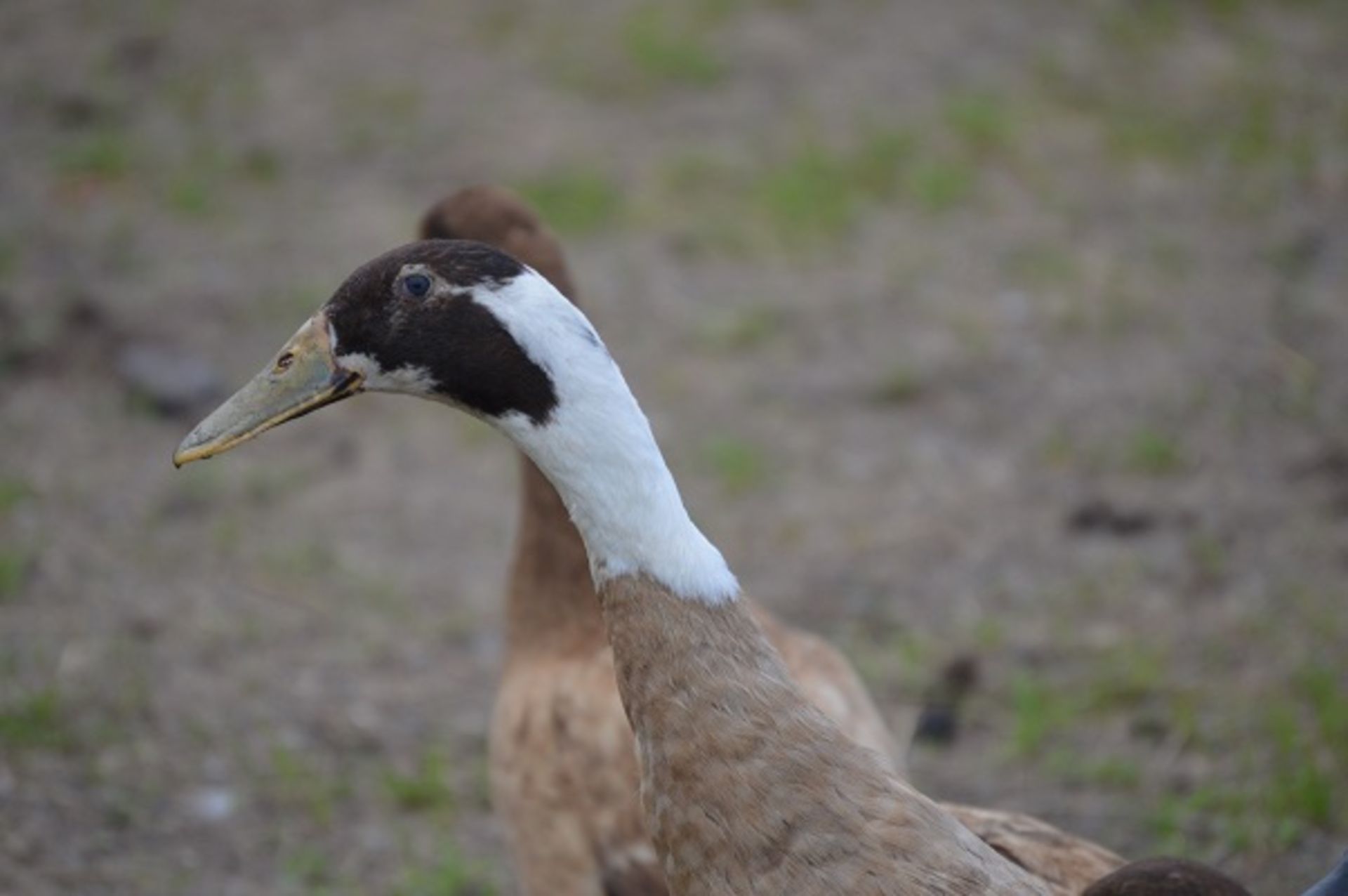 A PAIR OF TROUT INDIAN RUNNER DUCKS - Image 2 of 5