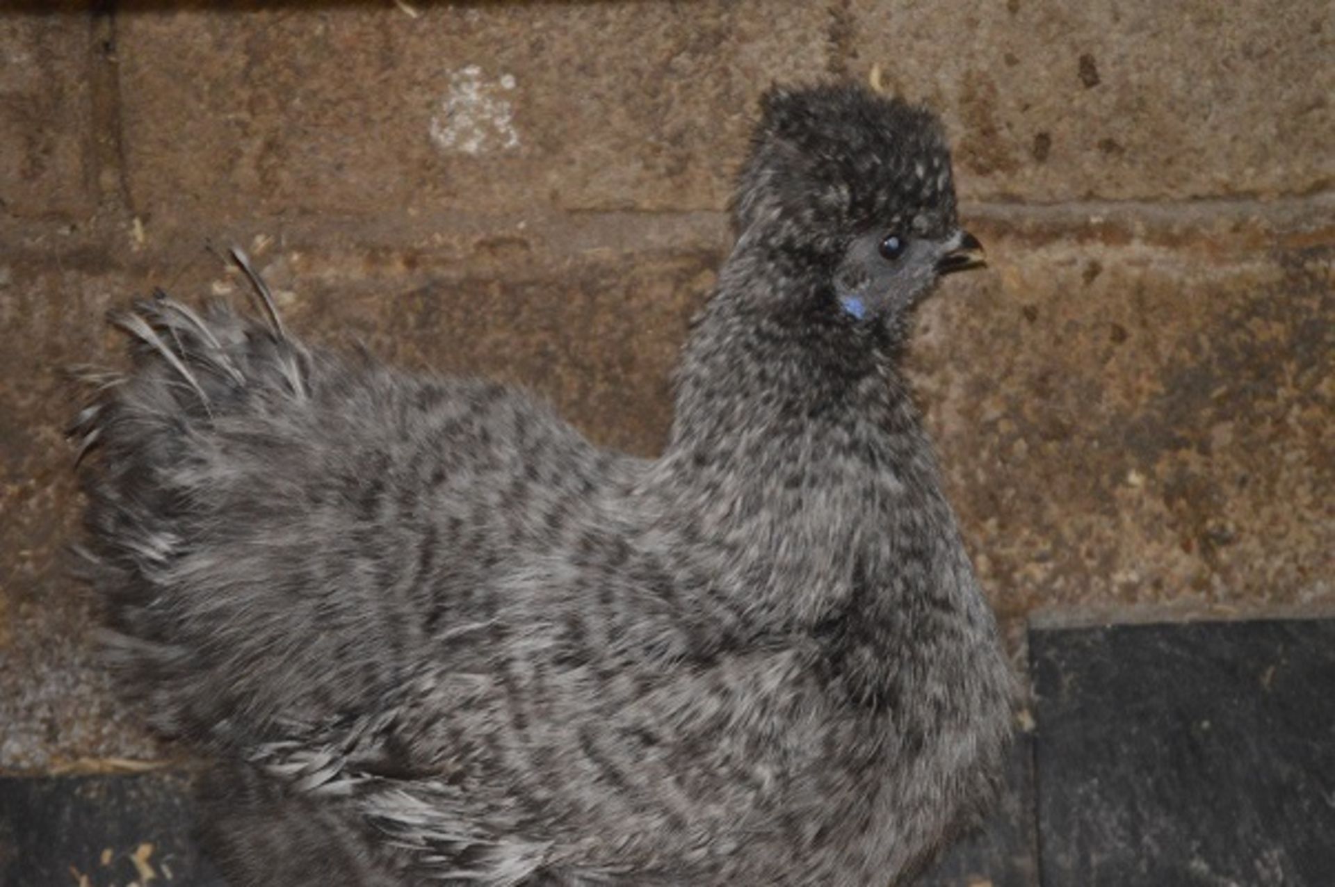 APPROX 20 SILKIES - VARIOUS COLOURS AND SEXS OF SILKIE BANTAMS; THIS YEARS - Image 4 of 6