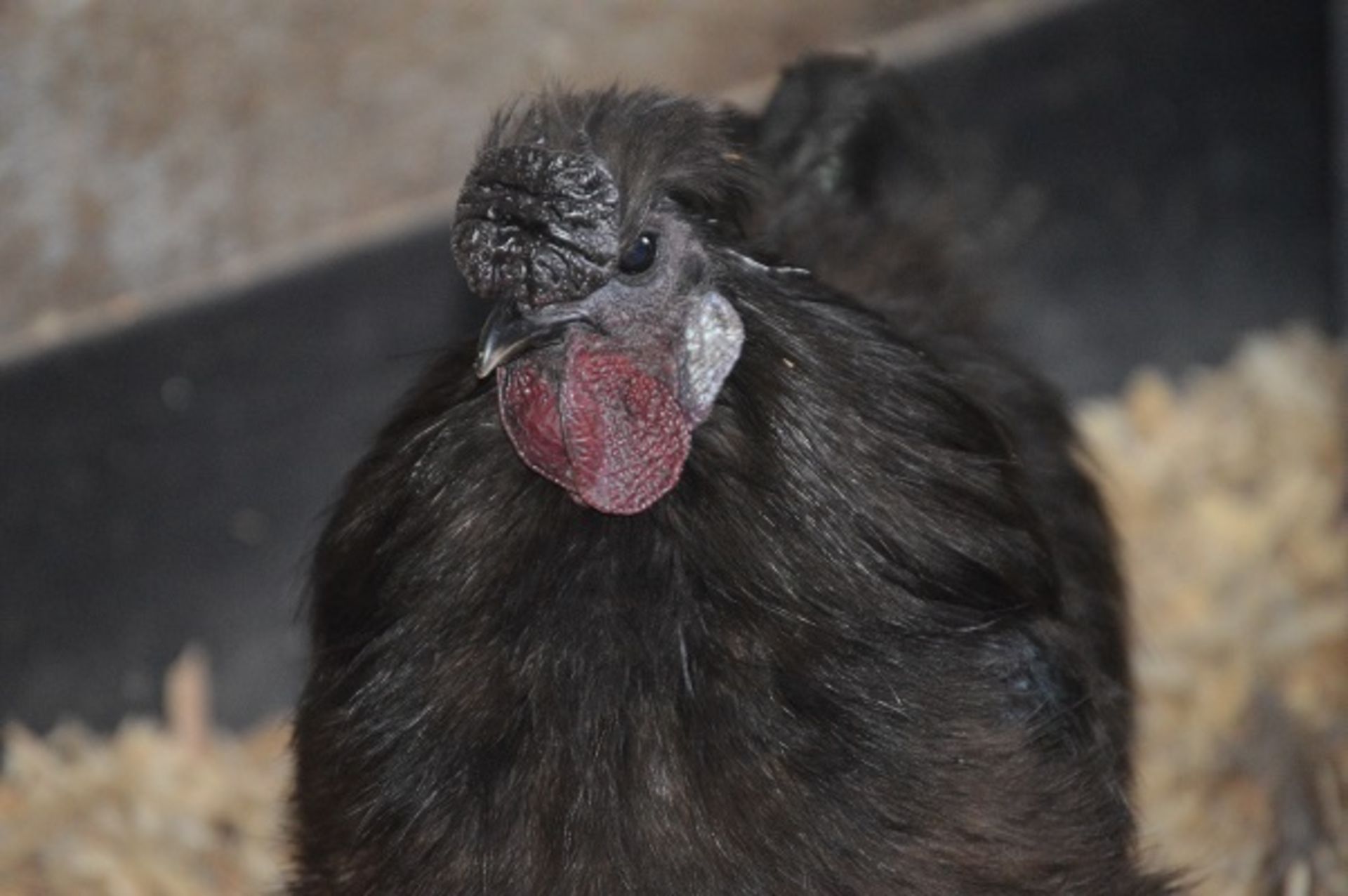 APPROX 20 SILKIES - VARIOUS COLOURS AND SEXS OF SILKIE BANTAMS; THIS YEARS - Image 3 of 6