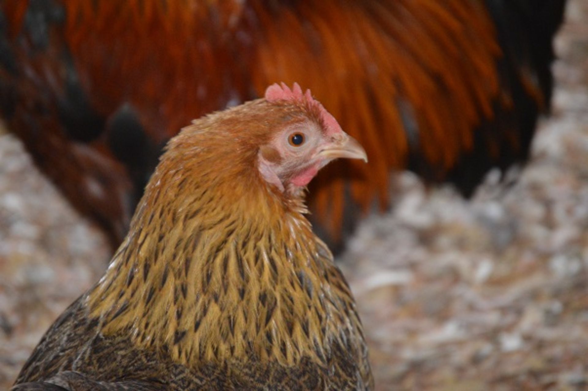 APPROX 20 VARIOUS COLOURS AND SEXS OF PEKIN BANTAMS