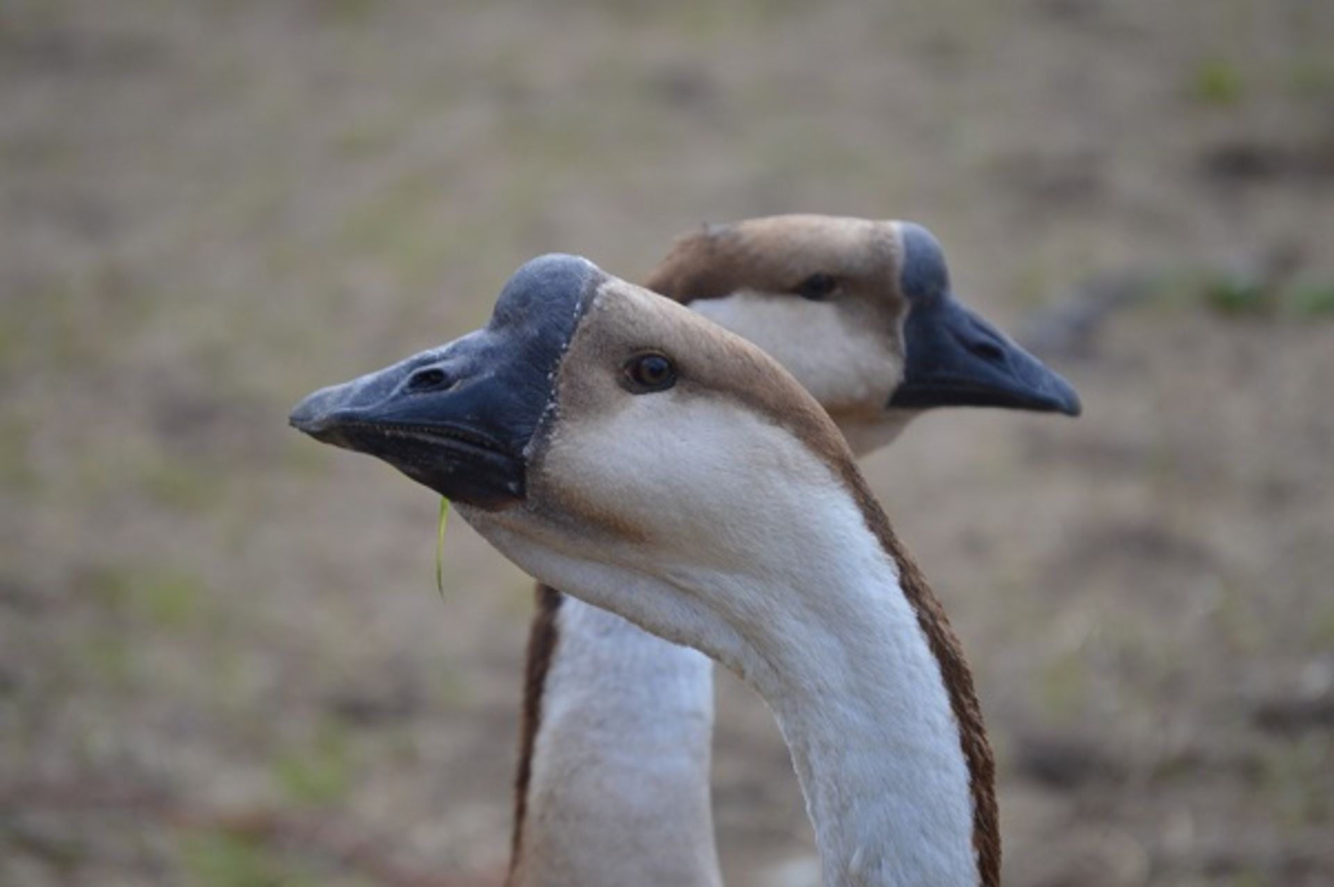 8 AFRICAN GEESE ALL VARIOUS AGES - Image 6 of 7