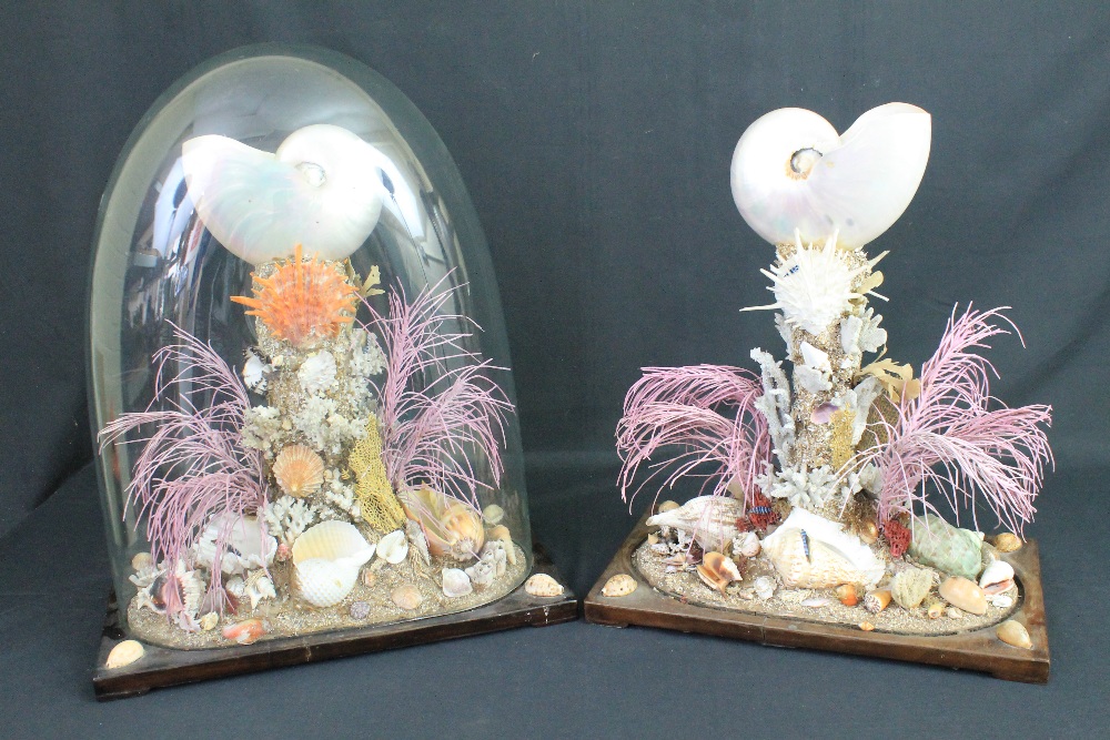 A SPECTACULAR PAIR OF 19TH CENTURY SHELL ARRANGEMENTS, with coral and sea foliage on rectangular