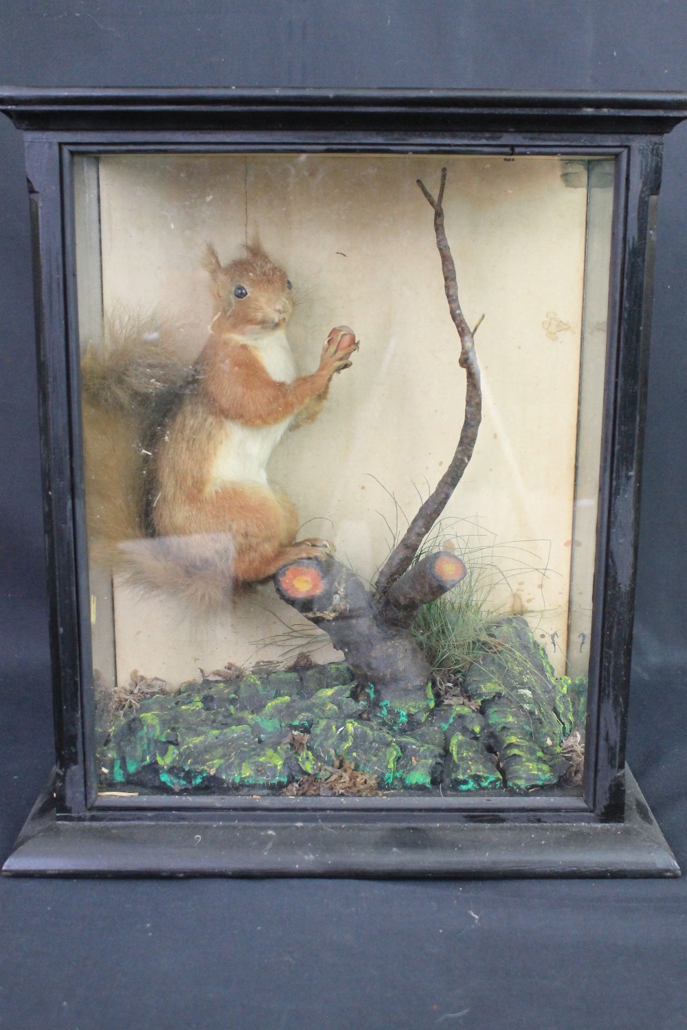 CASED SPECIMEN RED SQUIRREL ON BRANCH, 17" High x 14" Wide ( 43 x 36x cm )   CONDITION REPORT;