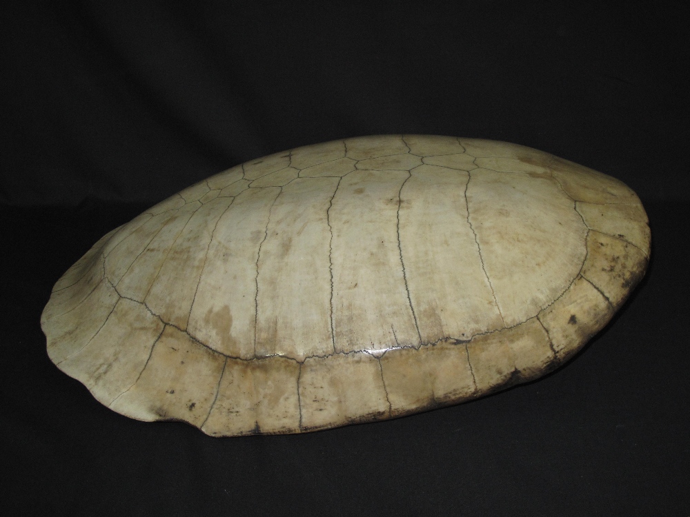 LARGE BLONDE LOGGER HEAD TURTLE SHELL OR CARAPACE, passed through the family of the current owners