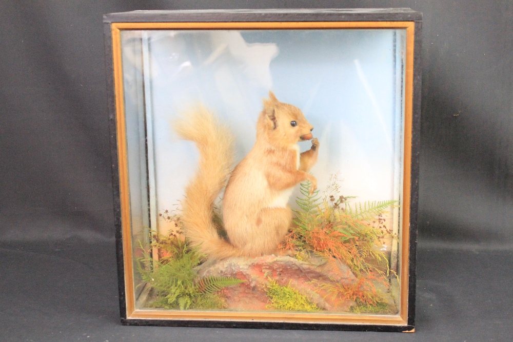 EARLY 20TH CENTURY CASED SPECIMEN RED SQUIRREL WITH ACORN, on foliate base. Probably Hutchings of