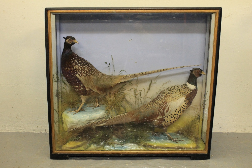 CASED SPECIMEN PAIR OF COCK PHEASANTS, with rockwork and foliage, by Hutchings of Aberystwyth.