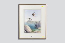 PHILLIP SNOW watercolour - falcons in flight over sea cliffs, signed and dated 1989, 15.74 x 11 ins