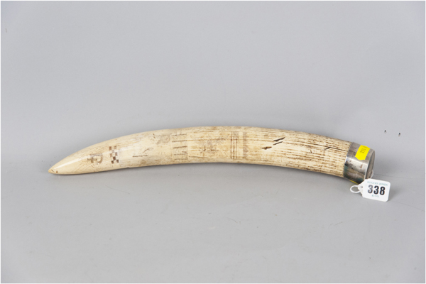 A long scrimshaw tusk with electroplated banded top, 15.5 ins (39 cms) long