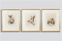 A set of three 19th Century coloured lithographs after A BOURIEZ, all depicting garden birds, 13 x