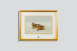 PHILIP RICKMAN watercolour - two swimming Bahama white cheeked pintails, signed, 6.5 x 10.5 ins (