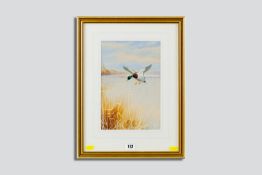 PHILIP RICKMAN watercolour - a mallard in flight over reeds, signed, 10.5 x 7.25 ins (27 x 18