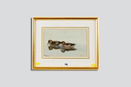 PHILIP RICKMAN watercolour - two swimming Chilean teal, signed, 6.75 x 10.5 ins (17 x 27 cms), (