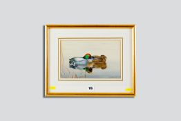 PHILIP RICKMAN watercolour - a swimming falcated teal and a swimming Chilean teal, signed, 6.75 x