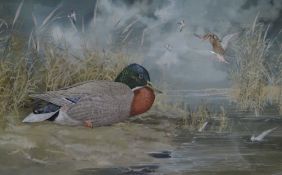JONATHAN YULE watercolour - UK wetland scene with numerous birds and a seated mallard centre