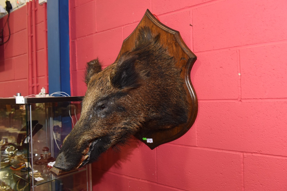 Taxidermy: a mounted boar`s head