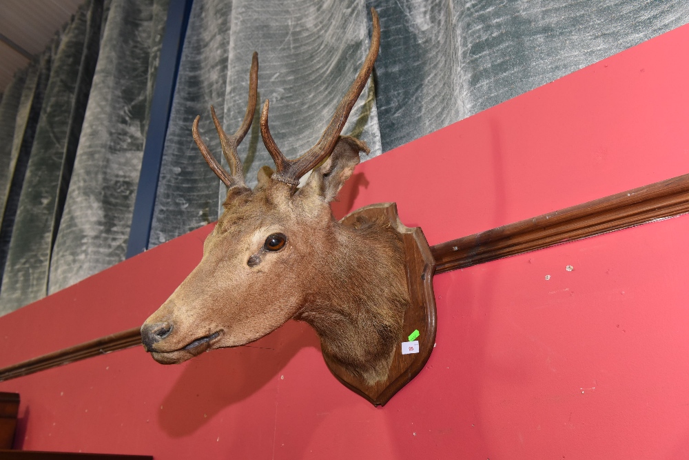 A mounted stag`s head
