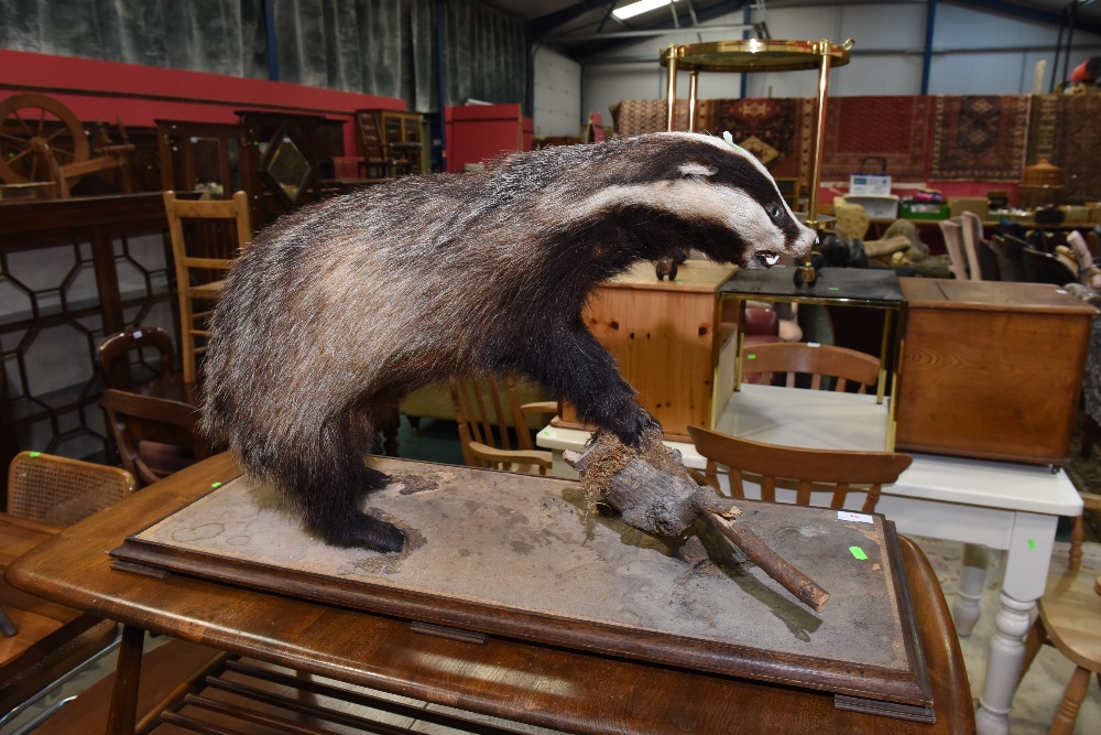 Taxidermy: a mounted badger on a naturalistic base