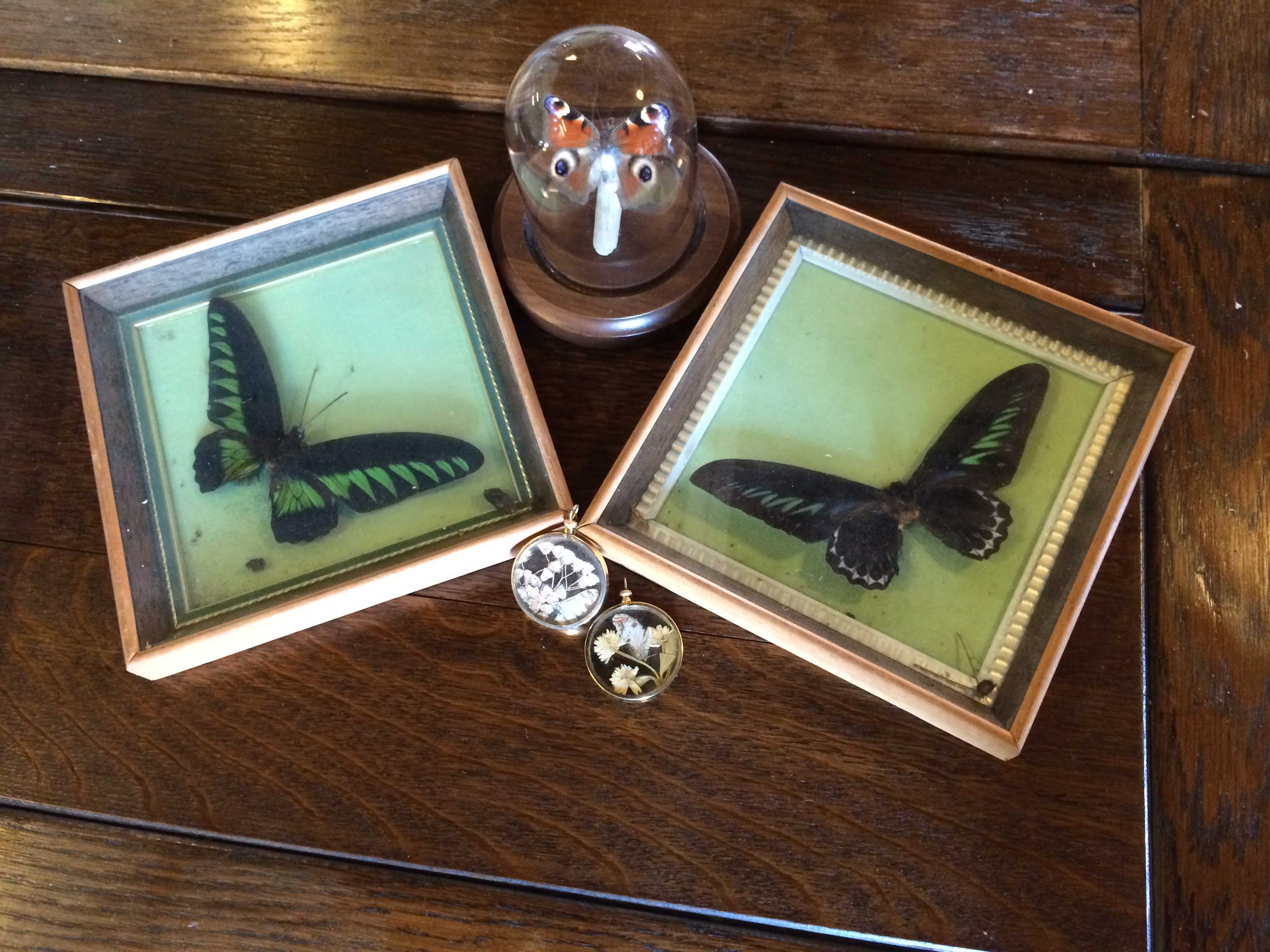2 framed taxidermy butterfly specimens with a further domed butterfly, a butterfly pendant and