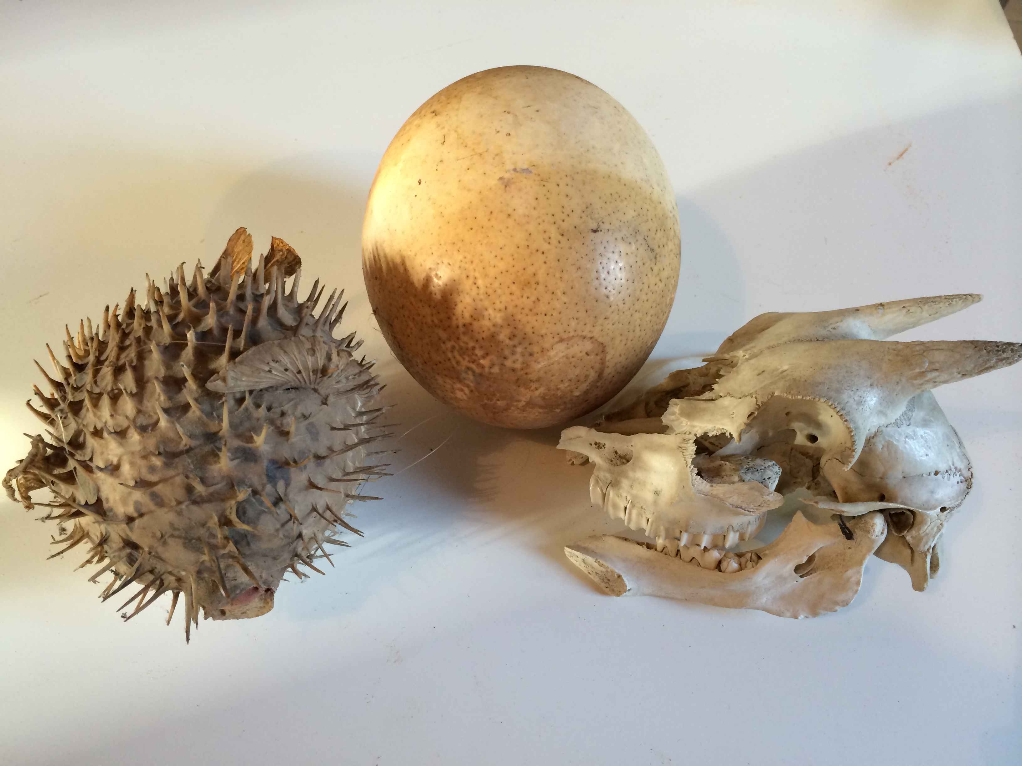 A Puffer fish, Ostrich Egg and a deer skull (3)