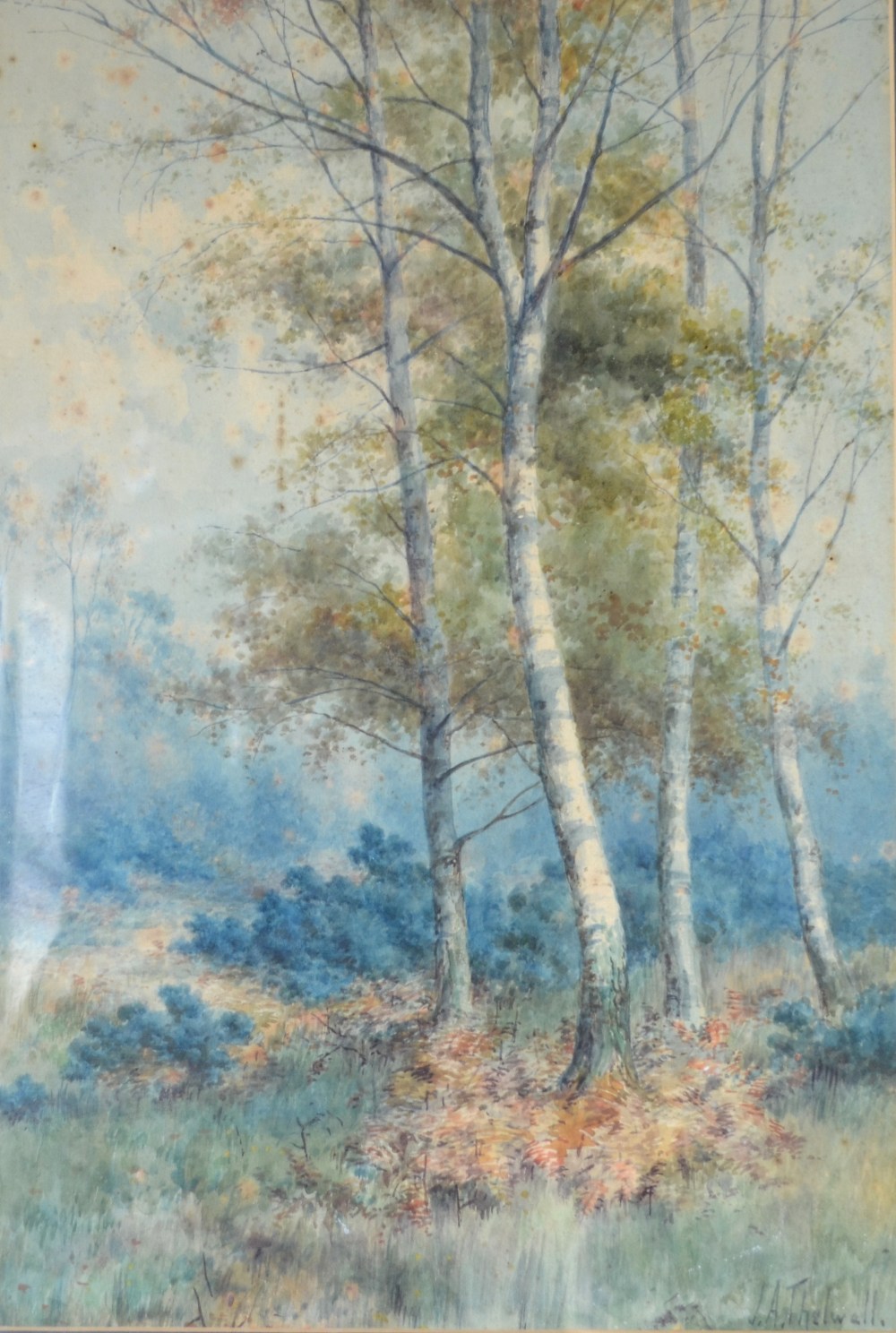 Manner of J.A. Thelwall - Autumnal birch trees, watercolour, signed lower right, 52 x 34 cm