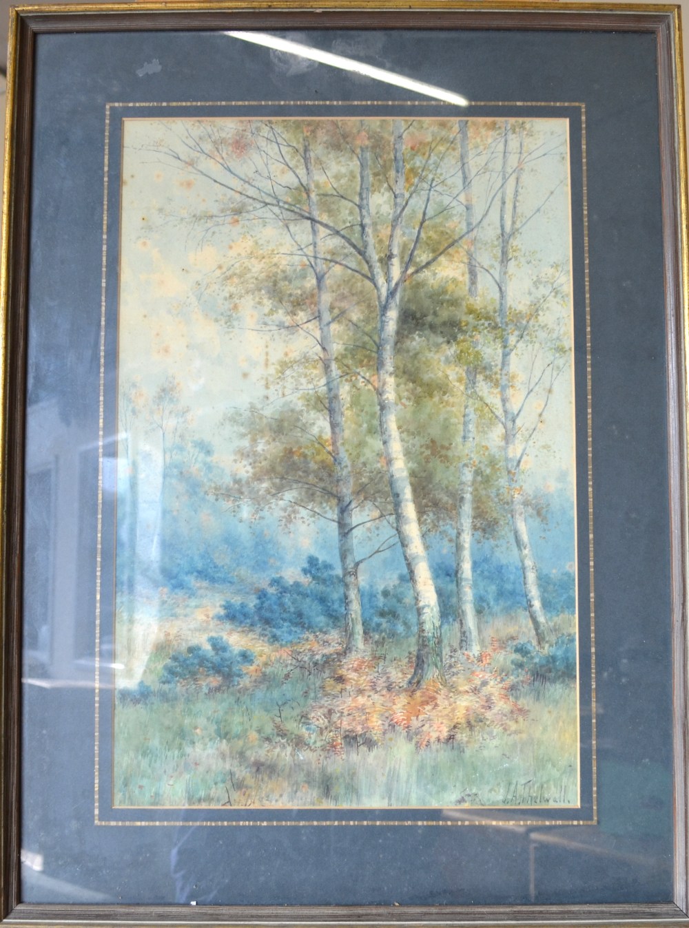 Manner of J.A. Thelwall - Autumnal birch trees, watercolour, signed lower right, 52 x 34 cm - Image 2 of 4