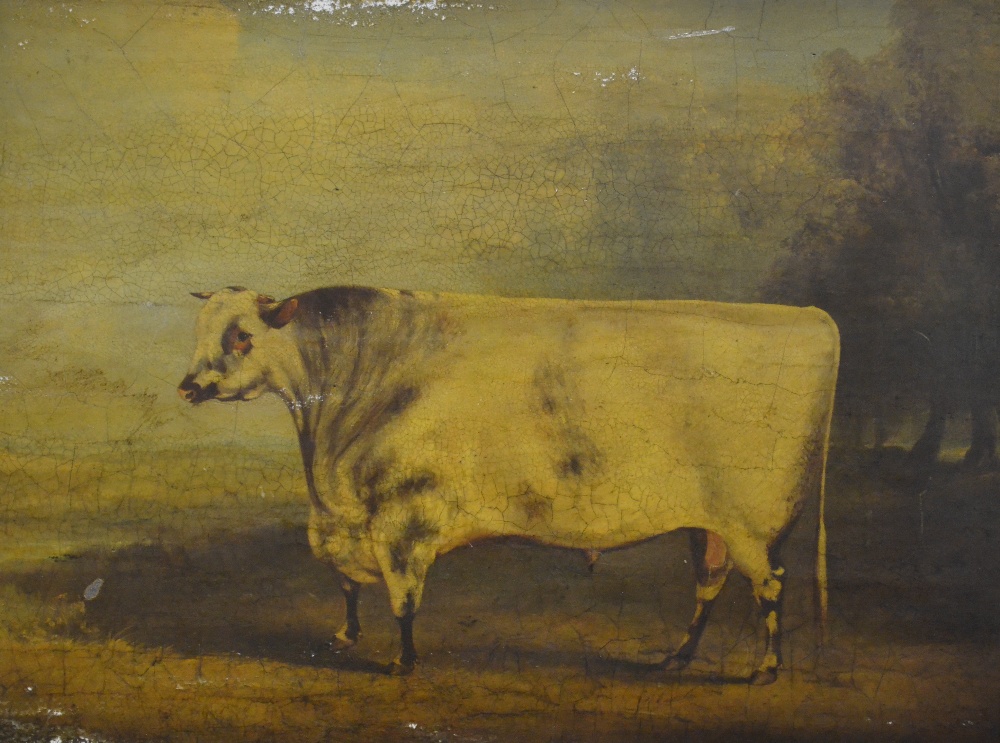 English school - Study of a heifer, print, 45 x 60 cm