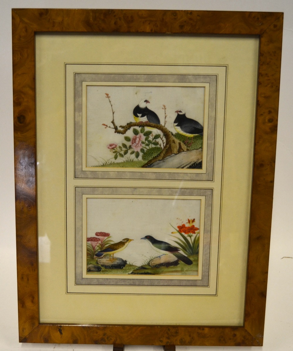 Two Chinese 19th century pith paintings depicting birds and flowers, 11 x 16 cm, mounted, glazed and