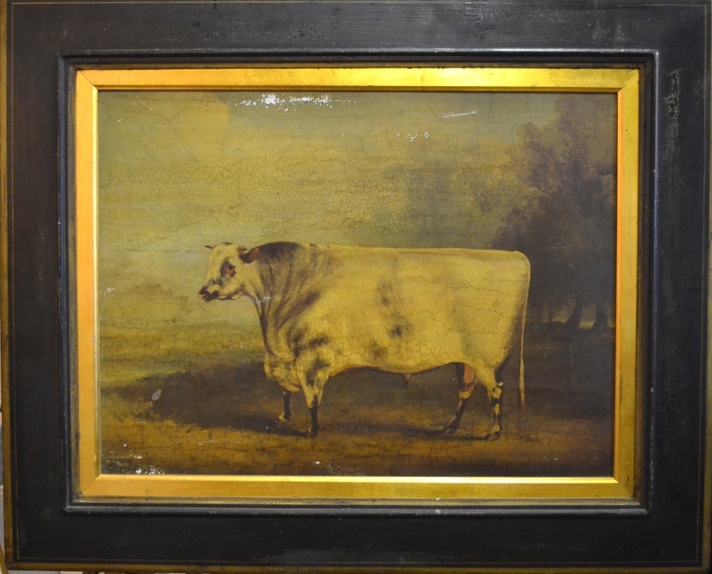 English school - Study of a heifer, print, 45 x 60 cm - Image 2 of 8