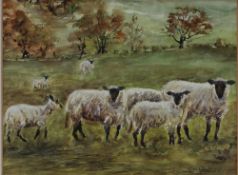 Tom Woodley Black faced sheep in a field Watercolour Signed 16 x 21cm