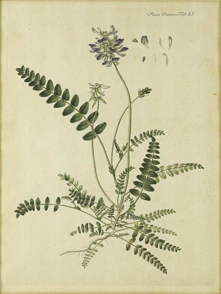 "Flora Danica  Tab. LI". Kol. Kupferstich aus dem botanischen Tafelwerk von Georg Christian Oeder.