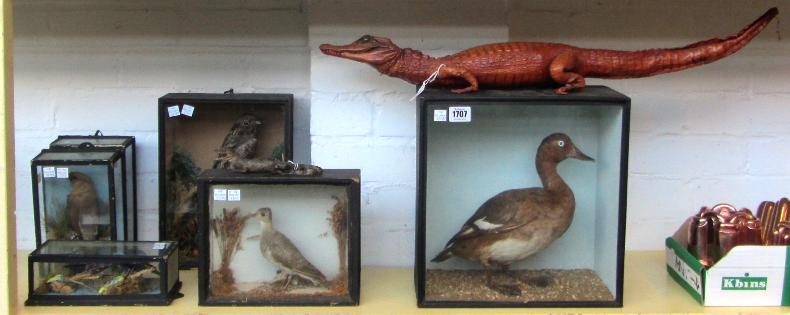 Taxidermy; a cased duck, a bird of prey, a wader, two birds of paradise and two others, together